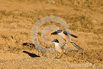 Two Iberian magpies Cyanopica cooki coupling on the dry golden grass Stock Photo