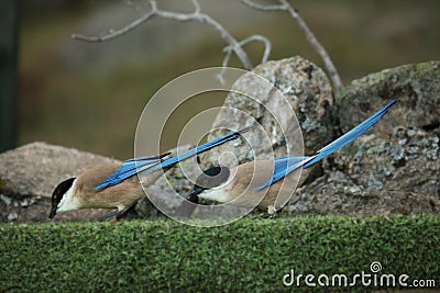 Two Iberian magpies Cyanopica cooki siting on the green grass with stones in background Stock Photo