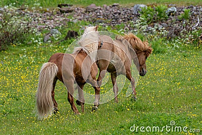 Icelandic horse stallion getting kicked by the mare Stock Photo