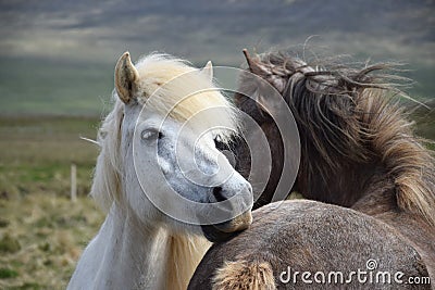 Two Icelandic horses, grooming each other. Stock Photo