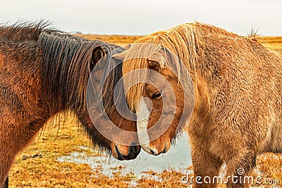 Two Icelandic horses nuzzle Stock Photo