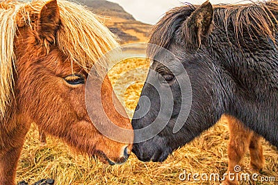 Two Icelandic horses nuzzle Stock Photo