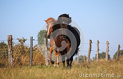 Two funny icelandic horses are running on the paddock in the sunshine Stock Photo