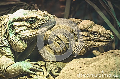 Two iguana lizards - closeup photograph Stock Photo