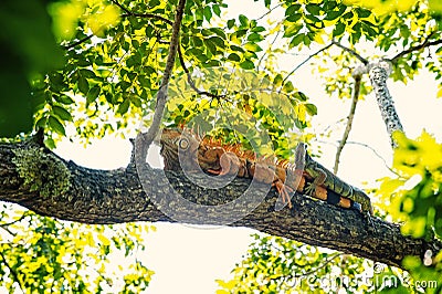 Two iguana lizards lying on tree in Honduras Stock Photo