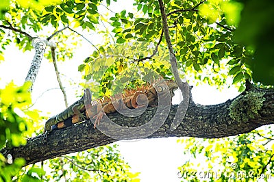 Two iguana lizards lying on tree in Honduras Stock Photo