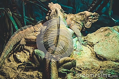 Two iguana lizards - one climbing over another Stock Photo