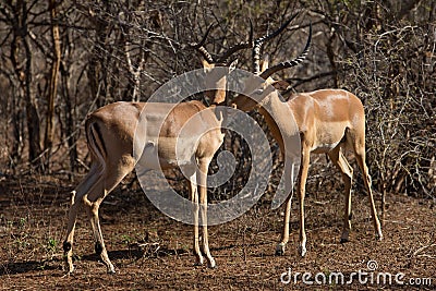 Two Impala rams facing each other Stock Photo
