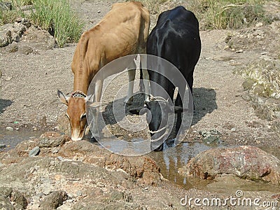 Two Indian cows Brown and Black Stock Photo