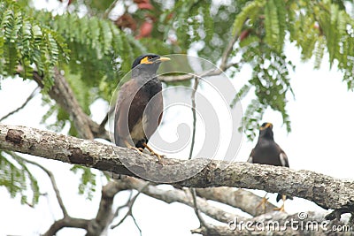 Two indian cuckoo Stock Photo