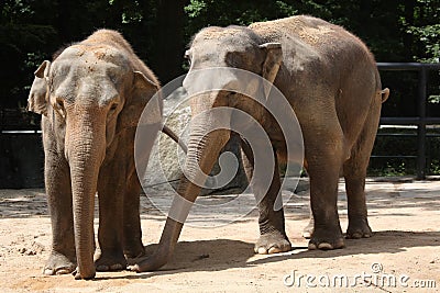 Two Indian elephants (Elephas maximus indicus). Stock Photo