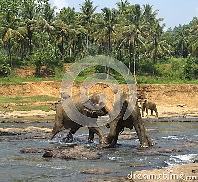 Two indian elephants fighting in the river Stock Photo