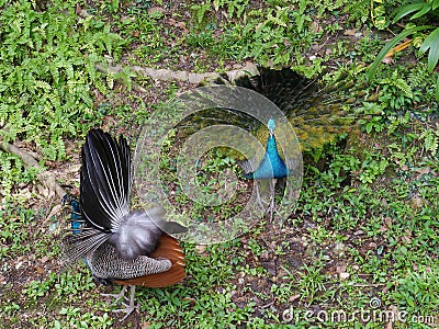 Two indian peafowls Stock Photo