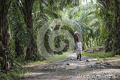 Two Indonesian women carry wood on their heads in a palm trees plantation in Sumatra. Editorial Stock Photo