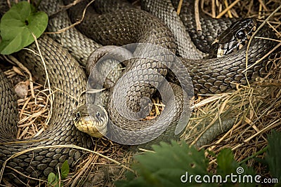 Two intertwined grass snakes lying in the sun Stock Photo