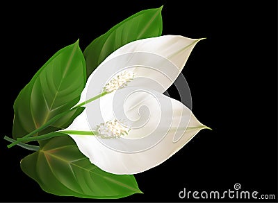 Two isolated on black spathiphyllum flowers Vector Illustration