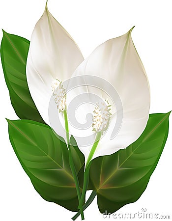 Two isolated spathiphyllum flowers Vector Illustration