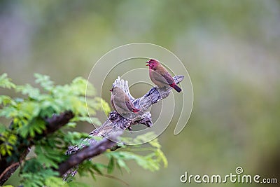 Two Jamesons Fire Finches Stock Photo
