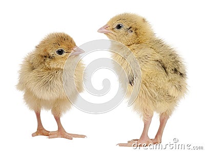 Two Japanese Quail, also known as Coturnix Stock Photo