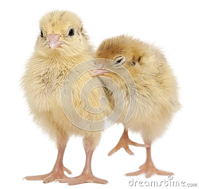 Two Japanese Quail, also known as Coturnix Stock Photo