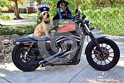 Two Jewish Havanese dogs on motorcycle Stock Photo