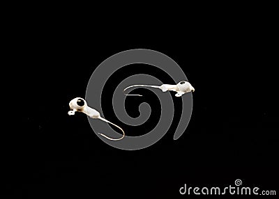 Two jig head hooks with round walleye isolated on black background Stock Photo