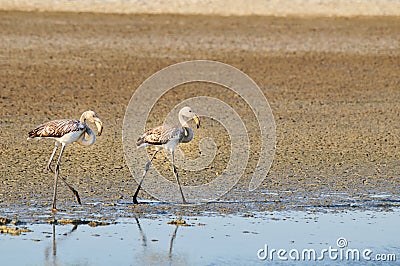 Two juvenile greater flamingos walking Stock Photo