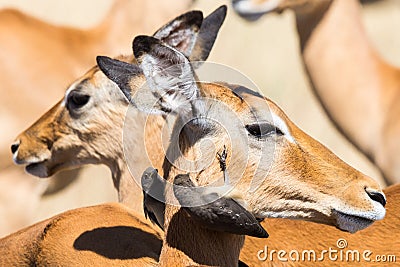 Two juvenile red-billed oxpeckers on a female Impala gazelle face in Maasai Mara National Reserve, Kenya Stock Photo
