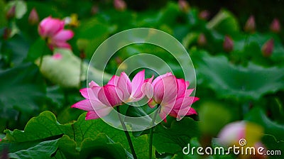 Two juxtaposed lotus flowers Stock Photo