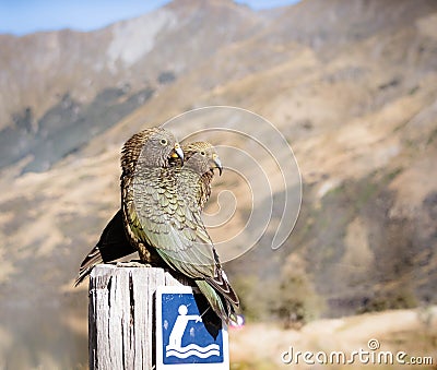 Two Kea parrot birds at Moke Lake Stock Photo