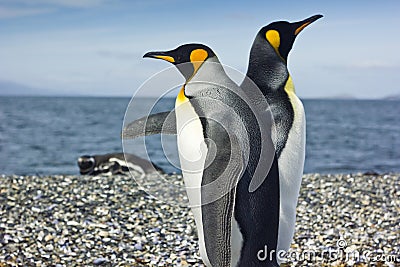 Two king pinguins near sea Stock Photo