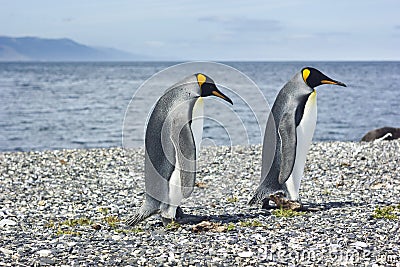 Two king pinguins near sea Stock Photo