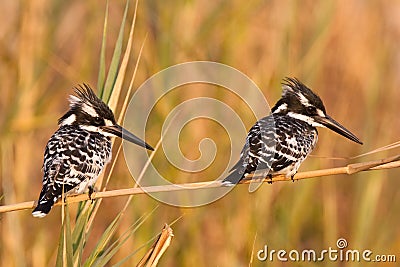 Two kingfishers Stock Photo