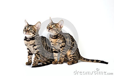 Two kitten bengal, isolated on white Stock Photo