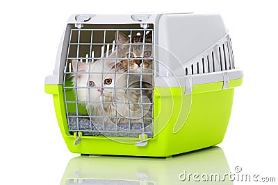 Two kitten in a transport box Stock Photo