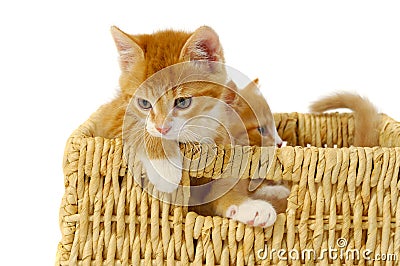 Two kittens Stock Photo