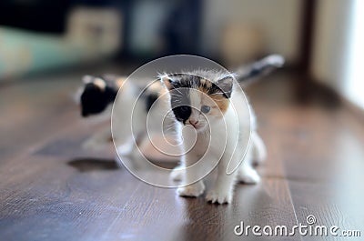 Two kittens Stock Photo