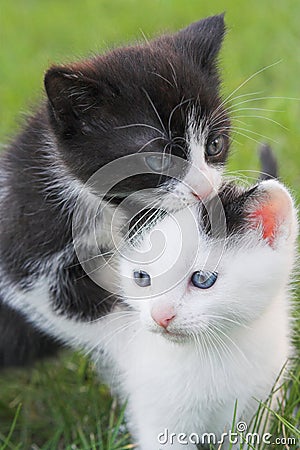 Two Kittens Stock Photo