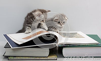 Two Kittens Are Considering A Book Stock Image - Image: 15221691