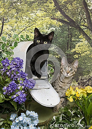 Two kittens and a mailbox Stock Photo