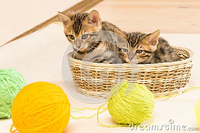 Two kittens resting in baskets after the game with balls of wool Stock Photo