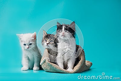 Two kittens in a sack and one next to the bag on a turquoise background Stock Photo