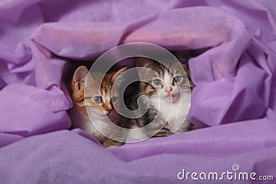 Two kittens sitting in cozy purple drapery burrow Stock Photo