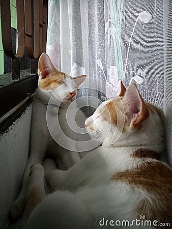 Two kittens sleeping behind curtains. So adorable. Stock Photo