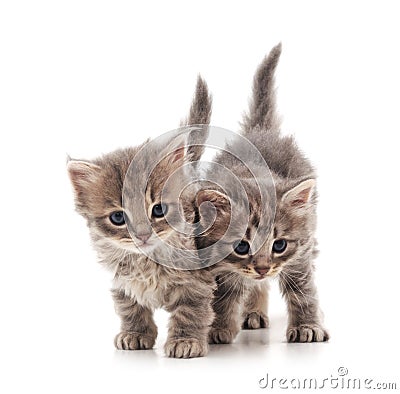 Two kittens. Stock Photo