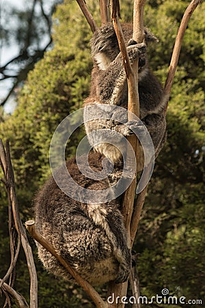 Two koala bears sleeping on tree Stock Photo