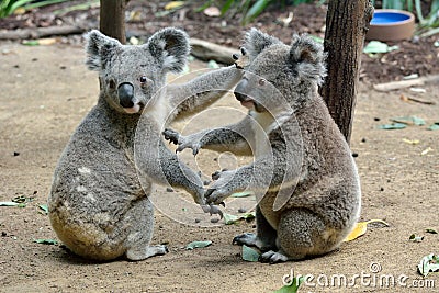 Two koalas on the ground Stock Photo