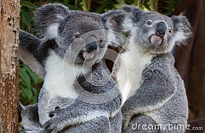 Two koalas sitting side by side Stock Photo