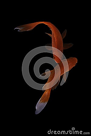 Two koi fish doitsu with a black background Stock Photo
