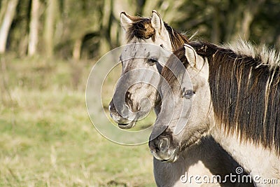 Two Konik Horses Stock Photo